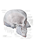 Vintage Human Skull Anatomy Chart | Medical Science Illustration Wall Art | Premium Matte & Metal Poster by Steckefy